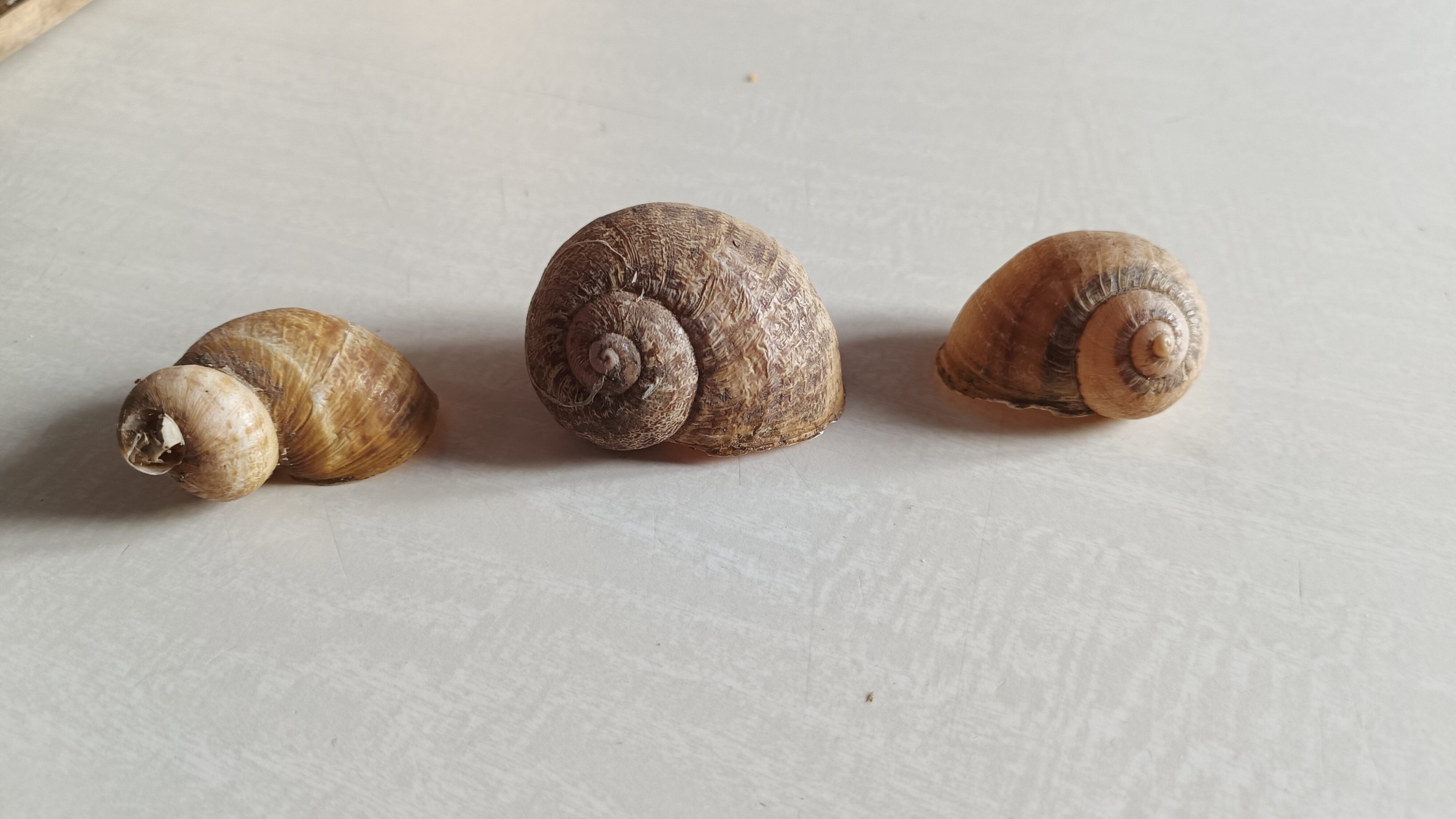 À gauche, escargot « en cône », au centre « dextre », à droite « senestre », forme rarement rencontrée.